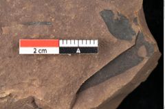 Foto (Detailsansicht) von Quercus palaeoilex Ettingshausen (NHMW-GEO-2024-0188-0875)